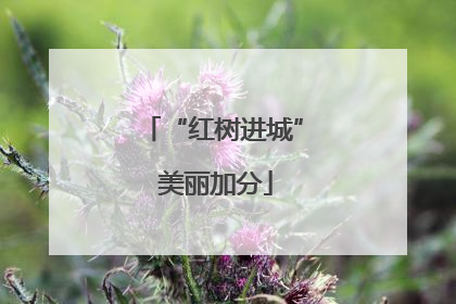 “红树进城” 美丽加分