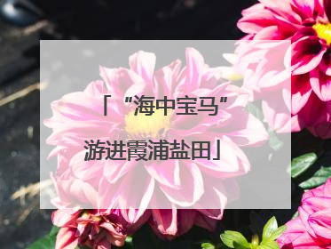 “海中宝马”游进霞浦盐田