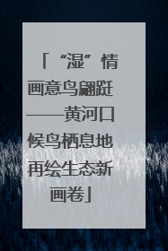 “湿”情画意鸟翩跹——黄河口候鸟栖息地再绘生态新画卷