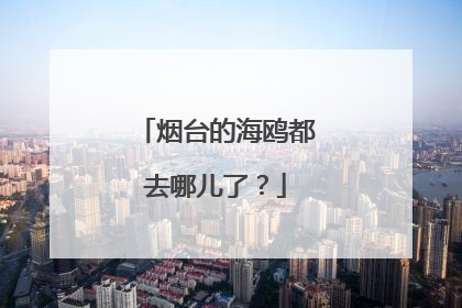 烟台的海鸥都去哪儿了？