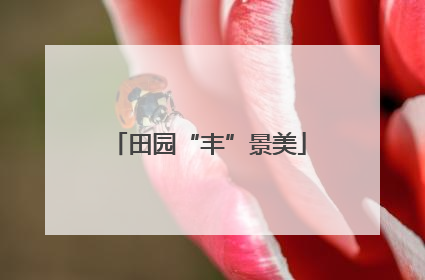 田园“丰”景美