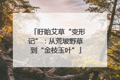 盱眙艾草“变形记”：从荒坡野草到“金枝玉叶”