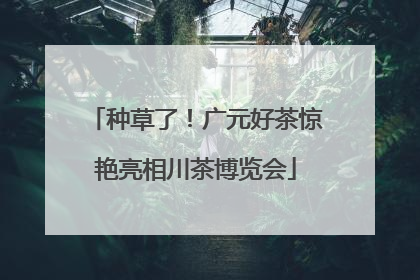 种草了！广元好茶惊艳亮相川茶博览会