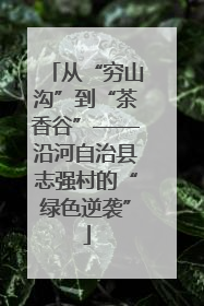 从“穷山沟”到“茶香谷”——沿河自治县志强村的“绿色逆袭”