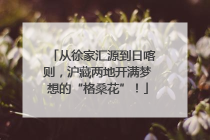 从徐家汇源到日喀则，沪藏两地开满梦想的“格桑花”！