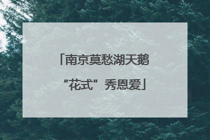 南京莫愁湖天鹅“花式”秀恩爱