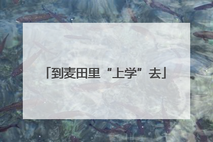 到麦田里“上学”去