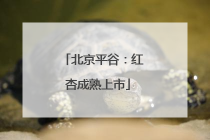 北京平谷：红杏成熟上市