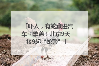 吓人，有蛇藏进汽车引擎盖！北京9天接9起“蛇警”