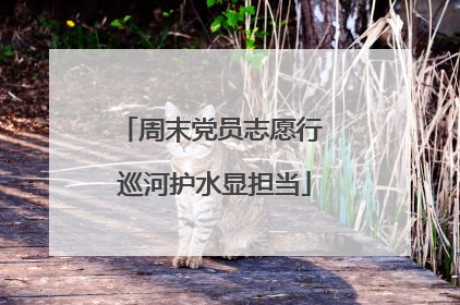 周末党员志愿行 巡河护水显担当