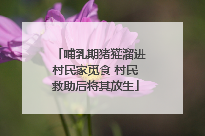 哺乳期猪獾溜进村民家觅食 村民救助后将其放生