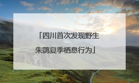 四川首次发现野生朱鹮夏季栖息行为