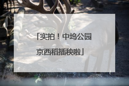 实拍！中坞公园京西稻插秧啦