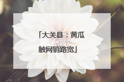 大关县：黄瓜触网销路宽
