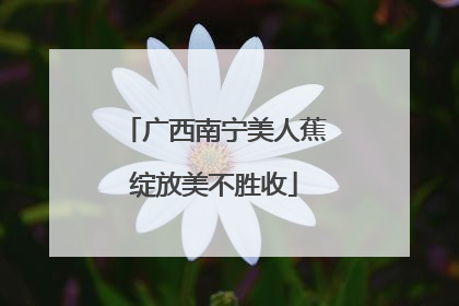 广西南宁美人蕉绽放美不胜收