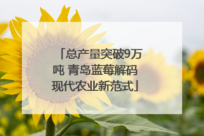 总产量突破9万吨 青岛蓝莓解码现代农业新范式