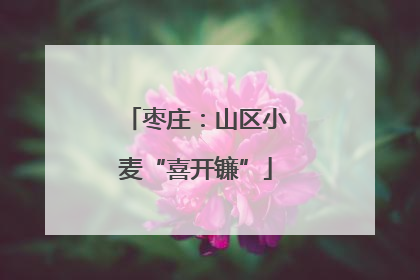 枣庄：山区小麦“喜开镰”