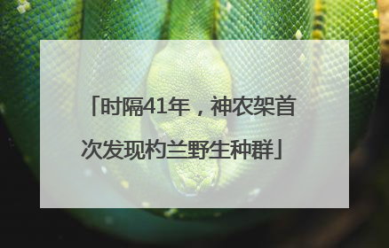 时隔41年，神农架首次发现杓兰野生种群