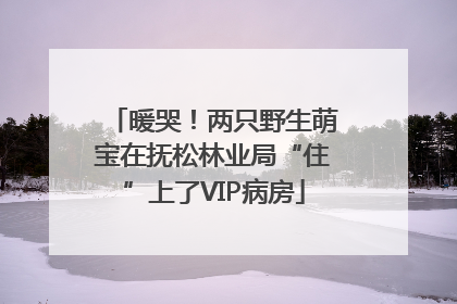 暖哭！两只野生萌宝在抚松林业局“住”上了VIP病房