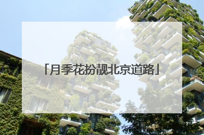 月季花扮靓北京道路
