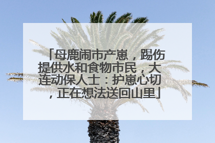 母鹿闹市产崽，踢伤提供水和食物市民，大连动保人士：护崽心切，正在想法送回山里