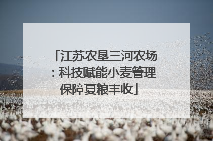 江苏农垦三河农场：科技赋能小麦管理保障夏粮丰收