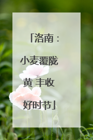 洛南：小麦覆陇黄 丰收好时节