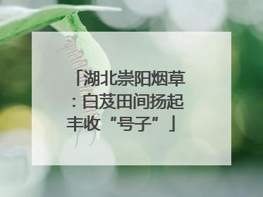 湖北崇阳烟草：白芨田间扬起丰收“号子”