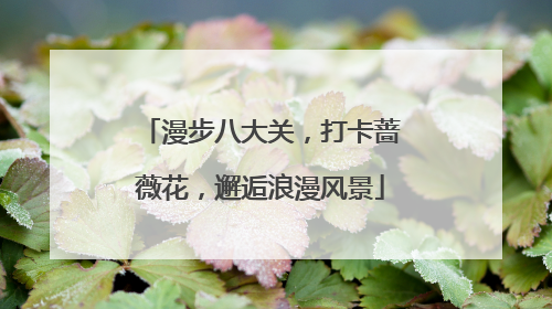 漫步八大关，打卡蔷薇花，邂逅浪漫风景