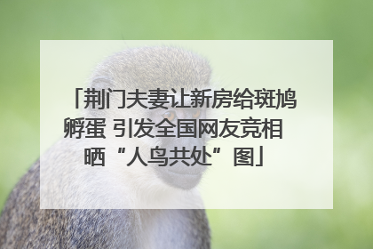 荆门夫妻让新房给斑鸠孵蛋 引发全国网友竞相晒“人鸟共处”图