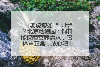老虎瘦如“卡片”？北京动物园：饲料能保障营养需求，它体重正常，放心吧