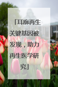 耳廓再生关键基因被发现，助力再生医学研究