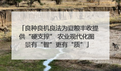 良种良机良法为夏粮丰收提供“硬支撑” 农业现代化图景有“智”更有“质”