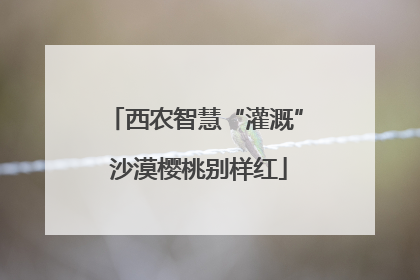 西农智慧“灌溉” 沙漠樱桃别样红