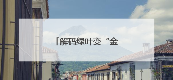 解码绿叶变“金叶”的成长密码