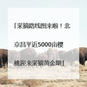 采摘路线图来啦！北京昌平近5000亩樱桃迎来采摘黄金期