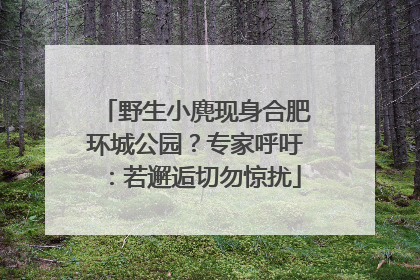 野生小麂现身合肥环城公园？专家呼吁：若邂逅切勿惊扰