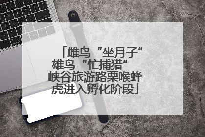 雌鸟“坐月子”雄鸟“忙捕猎” 峡谷旅游路栗喉蜂虎进入孵化阶段