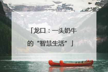 龙口：一头奶牛的“智慧生活”